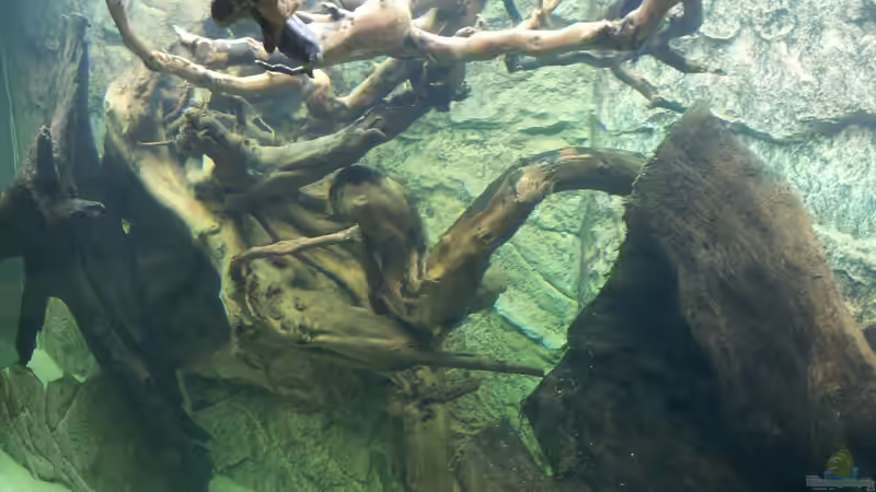 Aquarium Juwel Rio 400 von Hans Lonzeck (14)