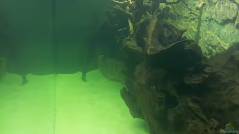 Aquarium Juwel Rio 400 von Hans Lonzeck (15)