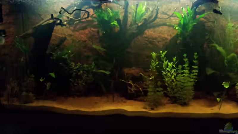 Aquarium Juwel Rio 400 von Hans Lonzeck (21)