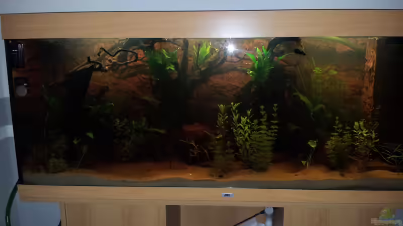 Aquarium Juwel Rio 400 von Hans Lonzeck (22)