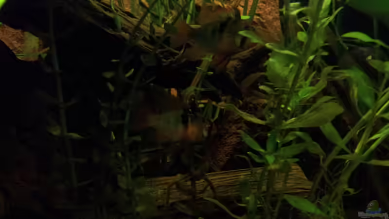 Aquarium Juwel Rio 400 von Hans Lonzeck (24)