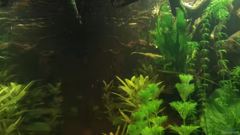 Aquarium Juwel Rio 400 von Hans Lonzeck (25)