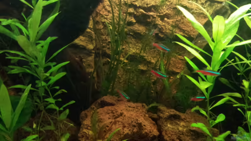 Aquarium Juwel Rio 400 von Hans Lonzeck (28)