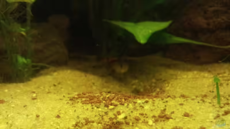 Aquarium Juwel Rio 400 von Hans Lonzeck (29)