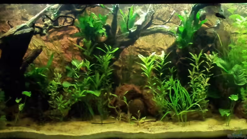 Aquarium Juwel Rio 400 von Hans Lonzeck (31)