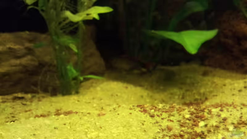 Aquarium Juwel Rio 400 von Hans Lonzeck (34)