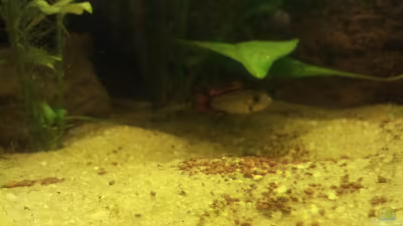 Aquarium Juwel Rio 400 von Hans Lonzeck (36)