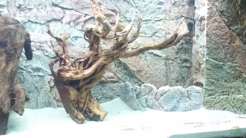 Aquarium Juwel Rio 400 von Hans Lonzeck (9)