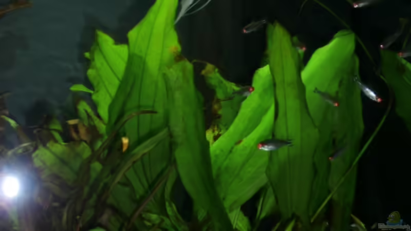 Aquarium Juwel Rio 400 von Steffen66 (10)