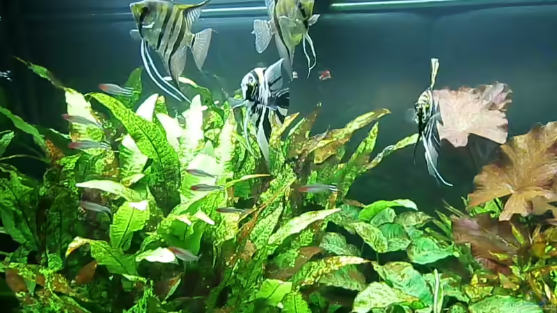 Aquarium Juwel Rio 400 von Steffen66 (11)