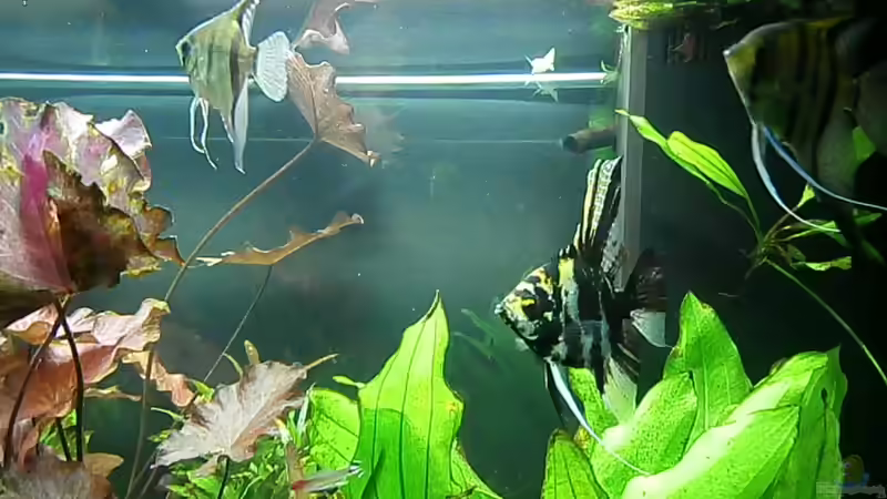 Aquarium Juwel Rio 400 von Steffen66 (12)