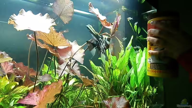 Aquarium Juwel Rio 400 von Steffen66 (2)