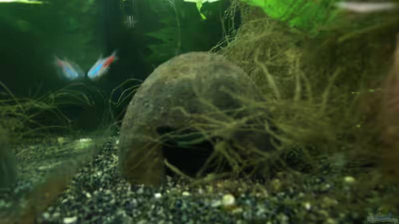 Aquarium Juwel Rio 400 von Steffen66 (3)