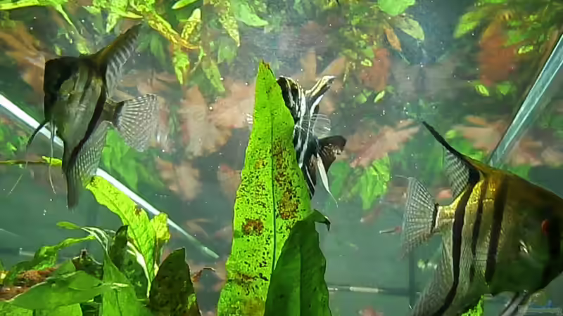 Aquarium Juwel Rio 400 von Steffen66 (4)