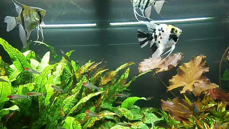 Aquarium Juwel Rio 400 von Steffen66 (5)