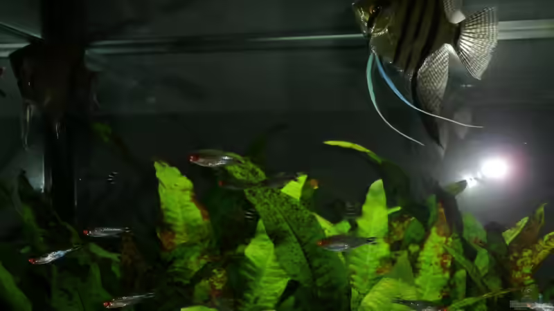 Aquarium Juwel Rio 400 von Steffen66 (6)