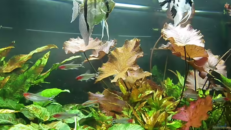 Aquarium Juwel Rio 400 von Steffen66 (7)