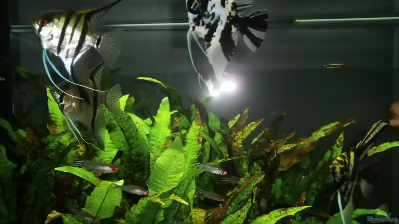 Aquarium Juwel Rio 400 von Steffen66 (8)