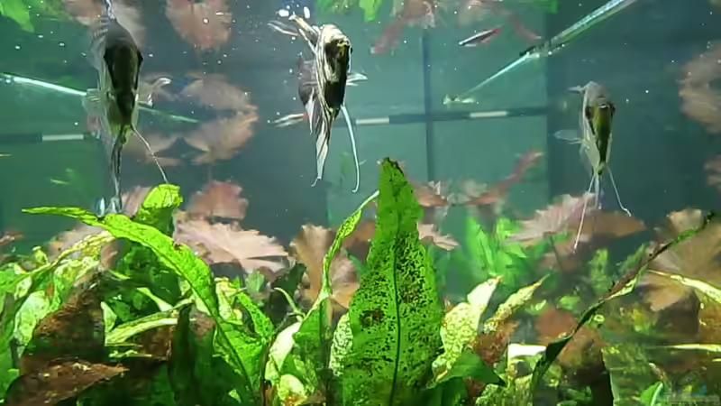 Aquarium Juwel Rio 400 von Steffen66 (9)