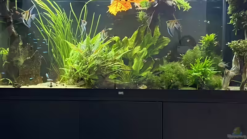 Aquarium Juwel Rio 450 von Mika (11)