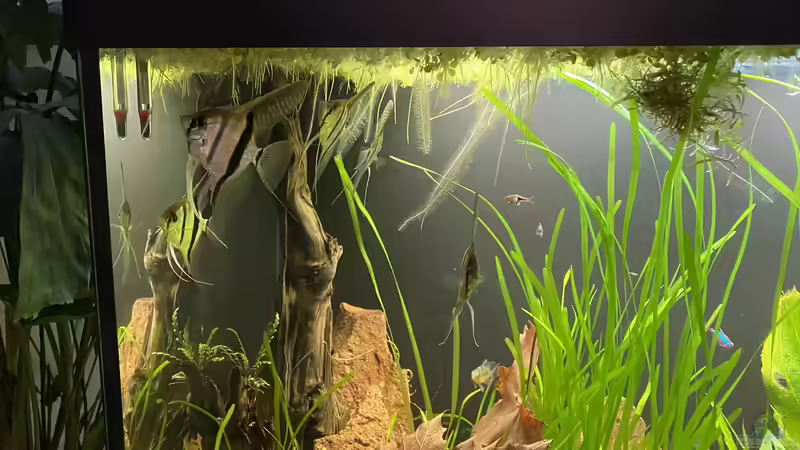 Aquarium Juwel Rio 450 von Mika (14)