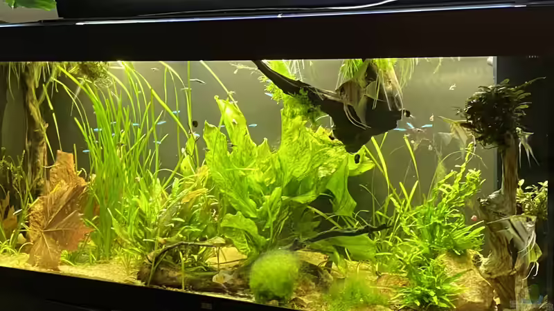 Aquarium Juwel Rio 450 von Mika (15)