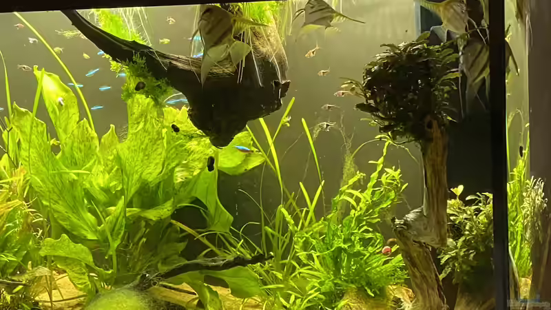 Aquarium Juwel Rio 450 von Mika (16)