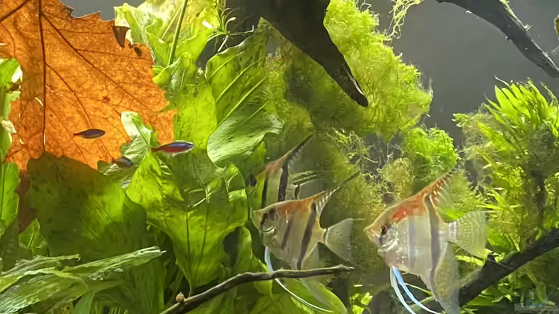 Aquarium Juwel Rio 450 von Mika (17)