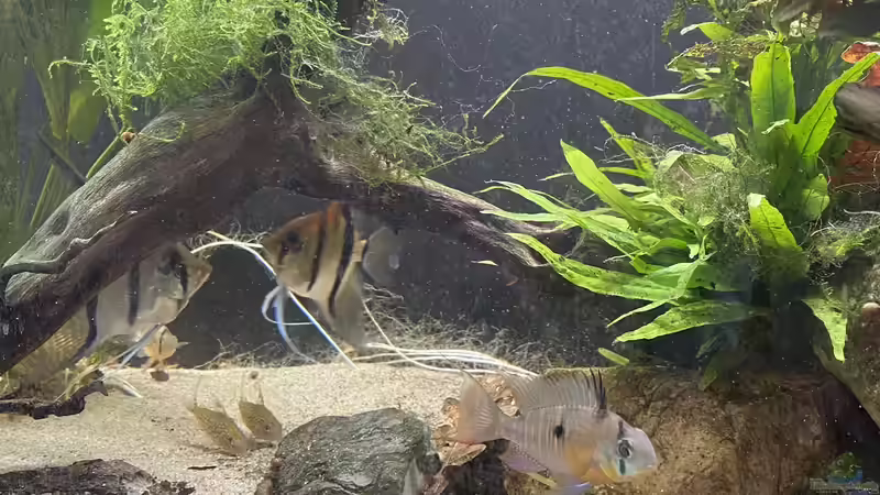 Aquarium Juwel Rio 450 von Mika (2)