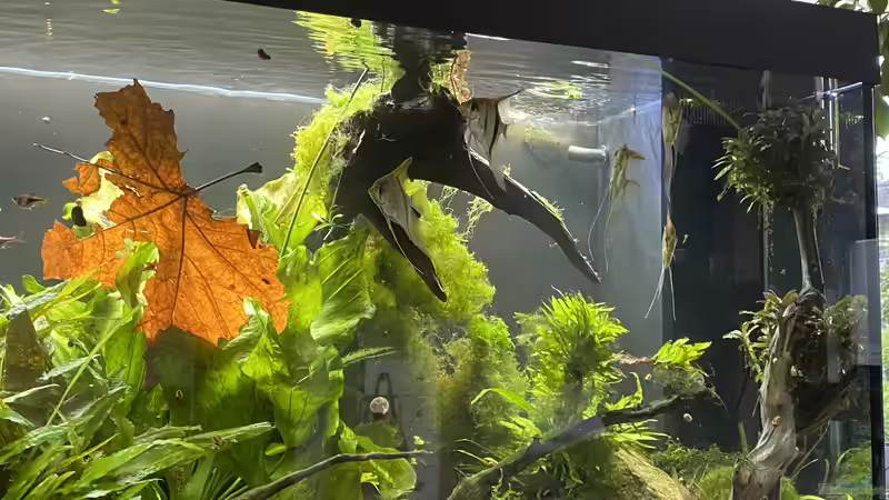 Aquarium Juwel Rio 450 von Mika (3)