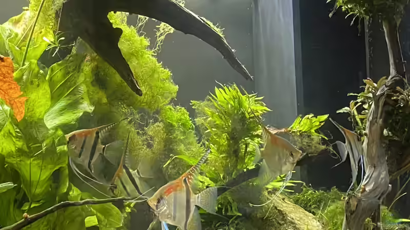 Aquarium Juwel Rio 450 von Mika (4)