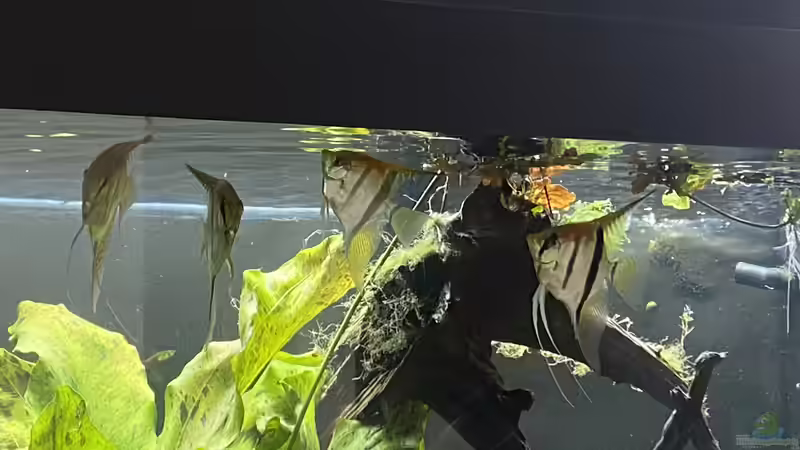 Aquarium Juwel Rio 450 von Mika (6)