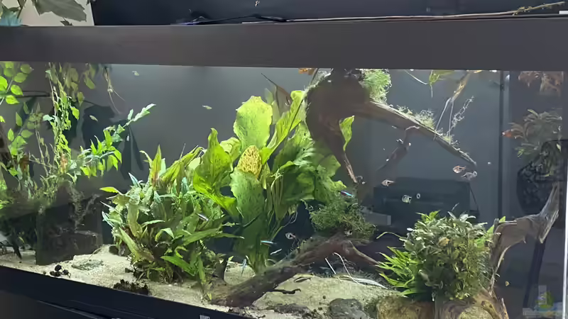 Aquarium Juwel Rio 450 von Mika (8)