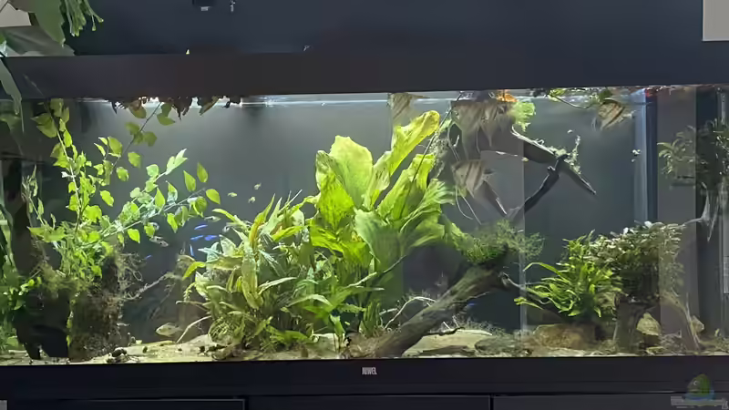 Aquarium Juwel Rio 450 von Mika (9)