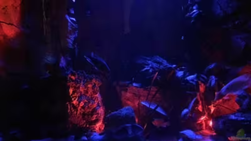 Aquarium Juwel Trigon 190 &quot;MALAVI&quot; CW von Christian Wiederanders (10)