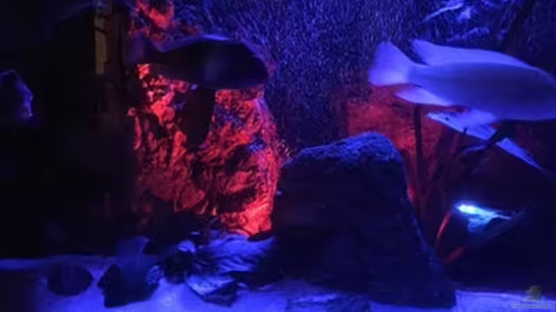 Aquarium Juwel Trigon 190 &quot;MALAVI&quot; CW von Christian Wiederanders (11)