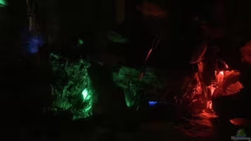 Aquarium Juwel Trigon 190 &quot;MALAVI&quot; CW von Christian Wiederanders (13)