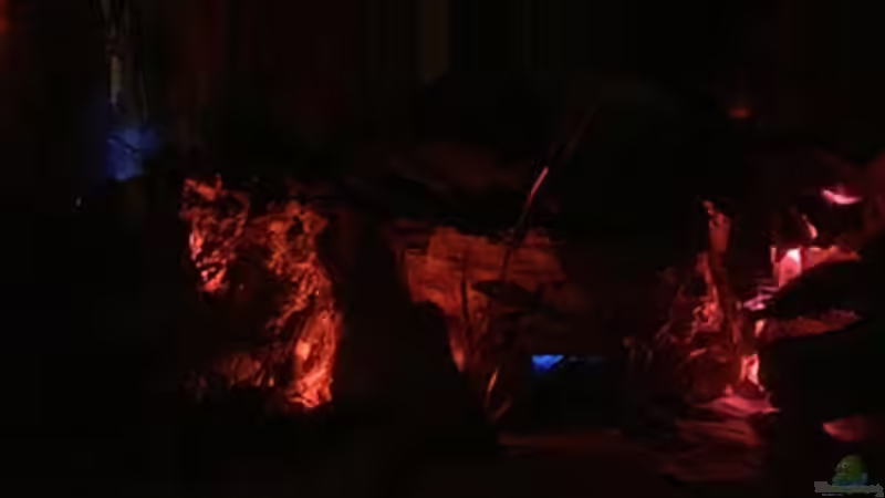 Aquarium Juwel Trigon 190 &quot;MALAVI&quot; CW von Christian Wiederanders (16)