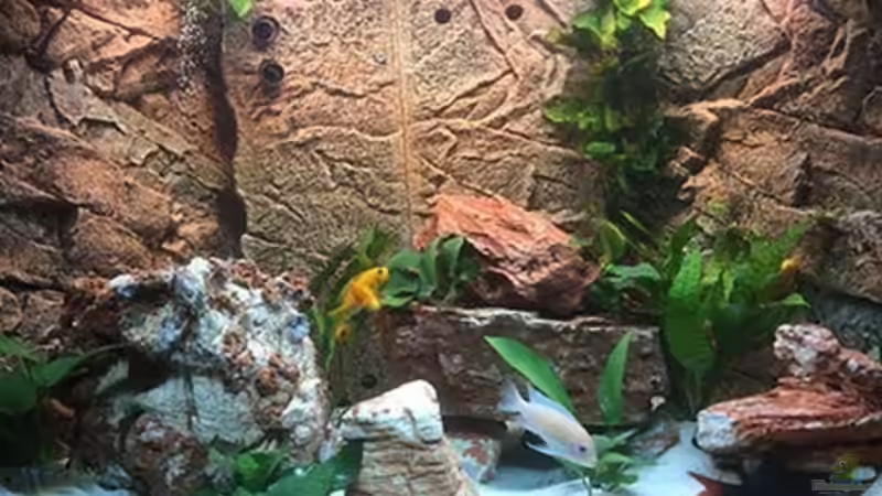 Aquarium Juwel Trigon 190 &quot;MALAVI&quot; CW von Christian Wiederanders (2)