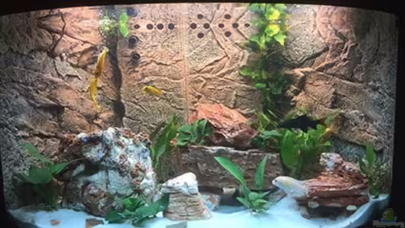 Aquarium Juwel Trigon 190 &quot;MALAVI&quot; CW von Christian Wiederanders (3)