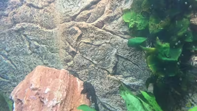 Aquarium Juwel Trigon 190 &quot;MALAVI&quot; CW von Christian Wiederanders (5)