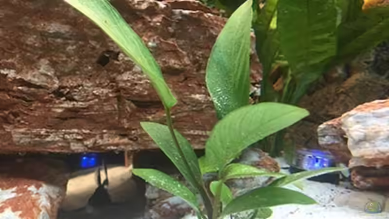 Aquarium Juwel Trigon 190 &quot;MALAVI&quot; CW von Christian Wiederanders (6)