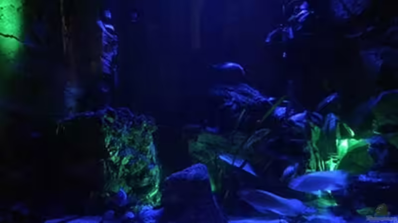 Aquarium Juwel Trigon 190 &quot;MALAVI&quot; CW von Christian Wiederanders (9)