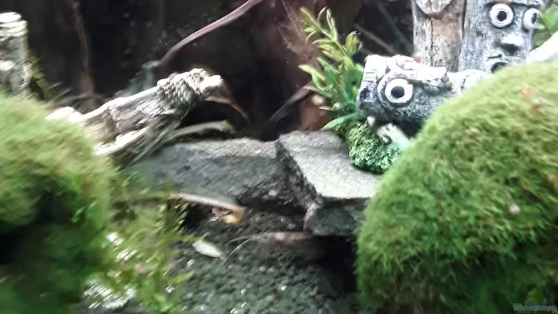 Aquarium Juwel Trigon 190 LED SBX white von Kulle (2)