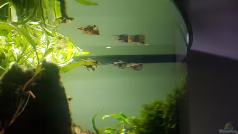 Aquarium Juwel Trigon 190 von JalaRoki (5)