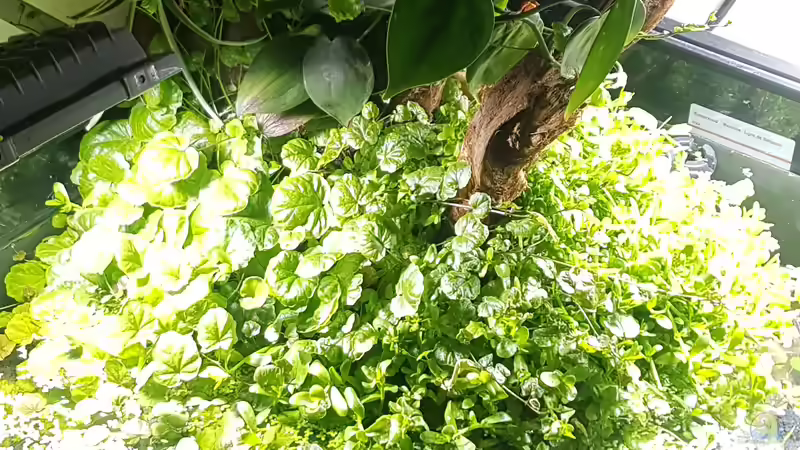 Aquarium Juwel Trigon 190 von JalaRoki (6)