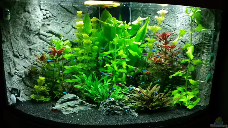 Aquarium Juwel Trigon 190 von Jan Ebeling (2)