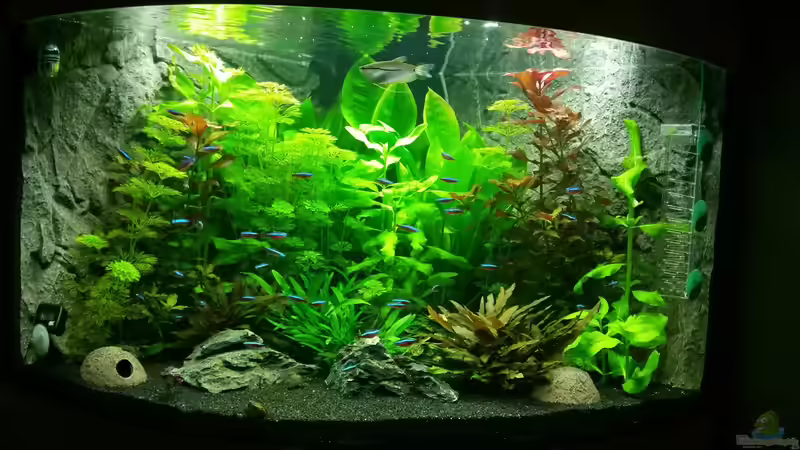 Aquarium Juwel Trigon 190 von Jan Ebeling (3)