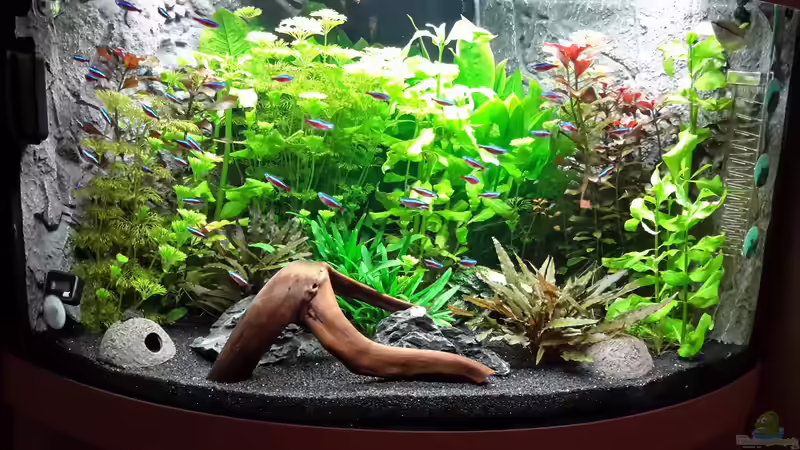 Aquarium Juwel Trigon 190 von Jan Ebeling (4)