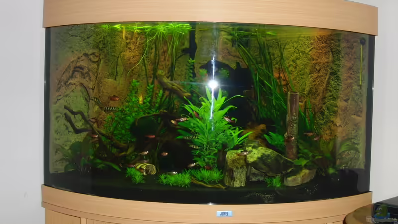 Aquarium Juwel Trigon 190 von MG (2)